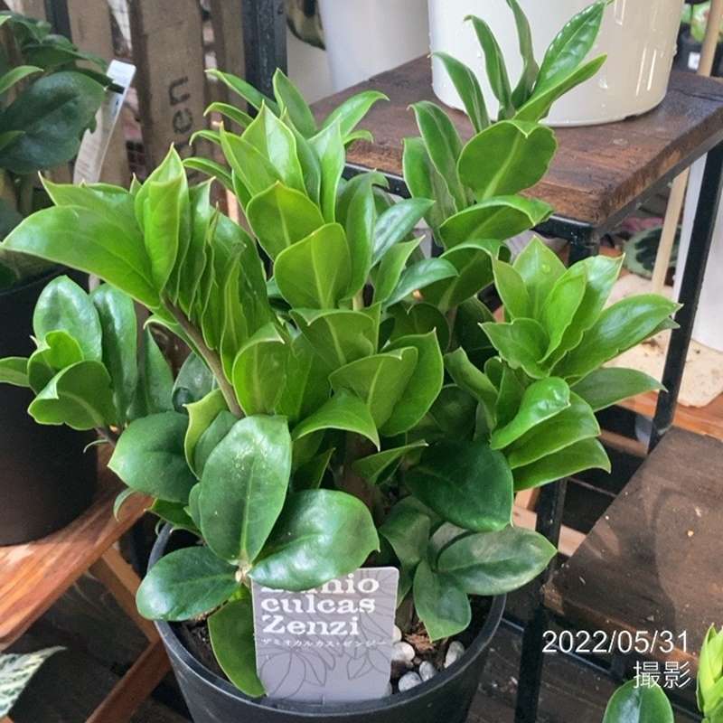 鮮やかなエメラルドグリーン！ザミオクルカス ゼンジー 5号｜観葉04-PA