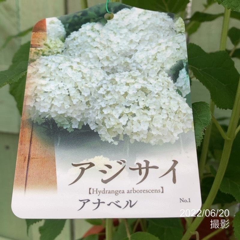 決算P5倍！8/2まで】＜ただいま開花見頃＞アジサイ アナベル 7号｜花木