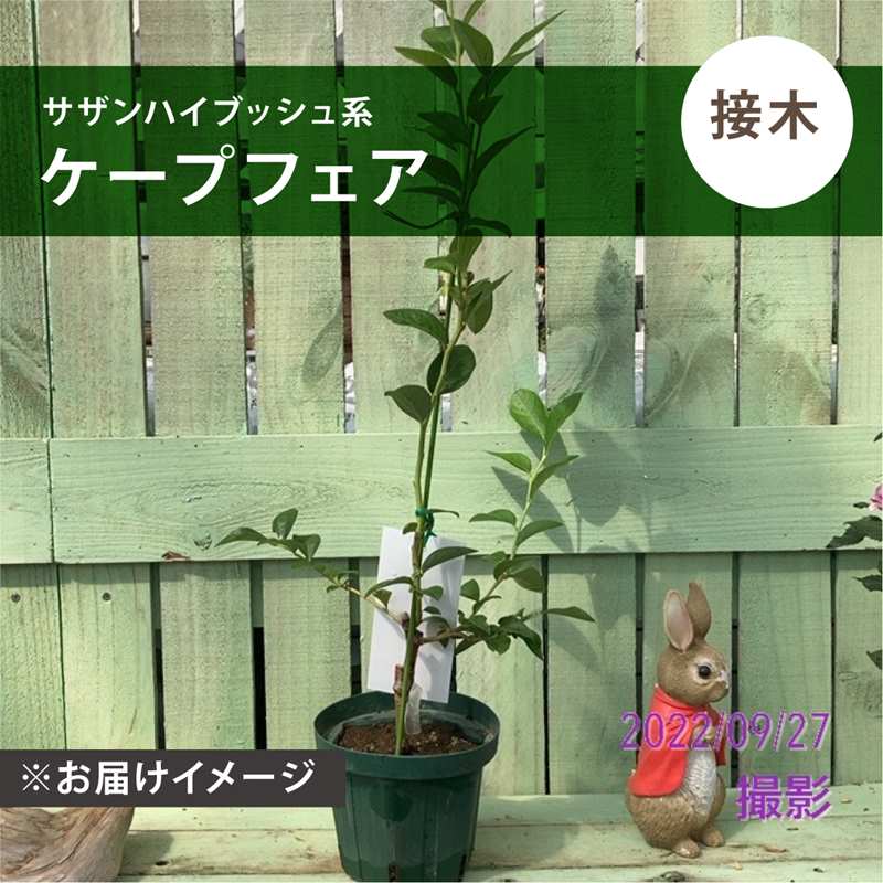 ブルーベリー サザンハイブッシュ系 ケープフェア（接木苗）5号｜果樹