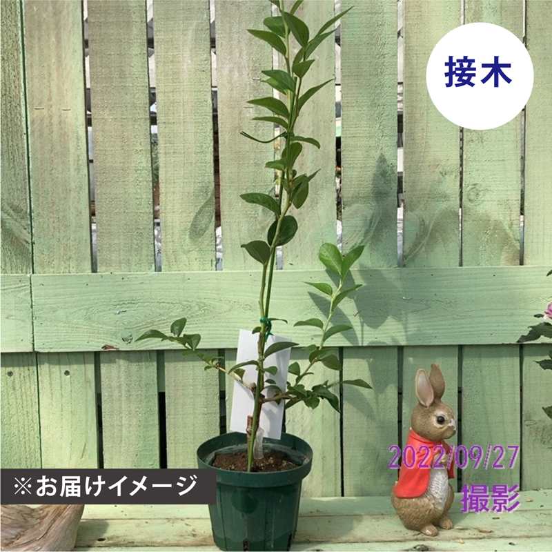 ブルーベリー サザンハイブッシュ系 ケープフェア（接木苗）5号｜果樹