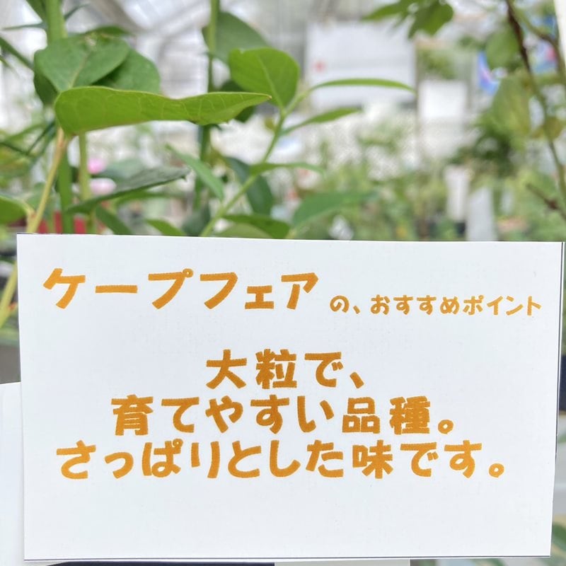 ブルーベリー サザンハイブッシュ系 ケープフェア（接木苗）5号｜果樹