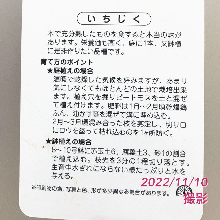 イチジク ドーフィン 4号 1年生｜果樹04-PA | 果樹,イチジク | 赤塚