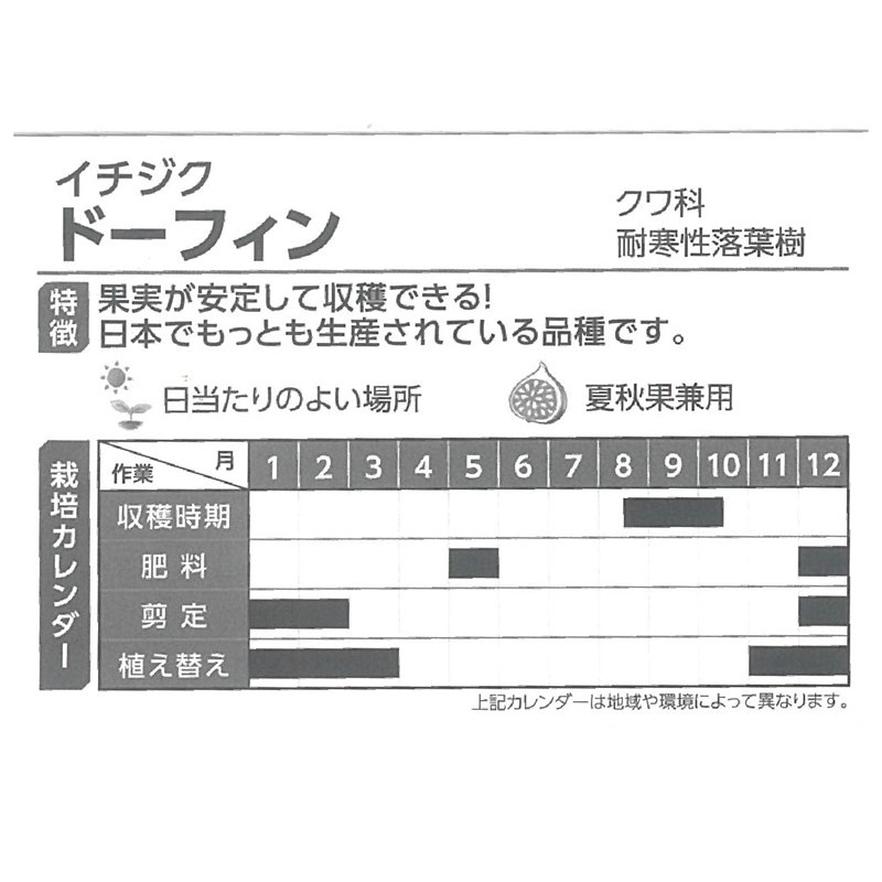 イチジク ドーフィン 4号 1年生｜果樹04-PA | 果樹,イチジク | 赤塚