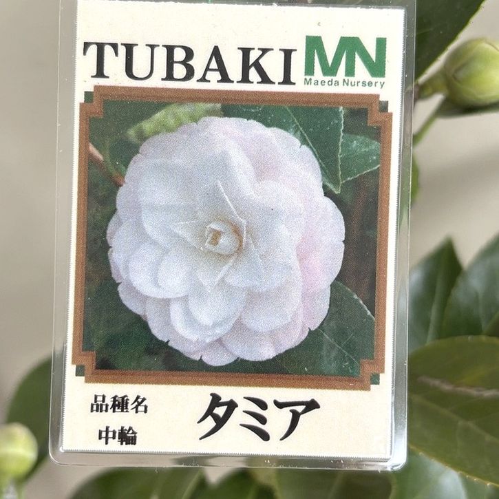 椿 ツバキ 4号 タミア［こだわりの前田ナーセリー苗］｜花木04-PA