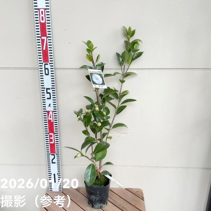 椿 ツバキ 4号 タミア［こだわりの前田ナーセリー苗］｜花木04-PA