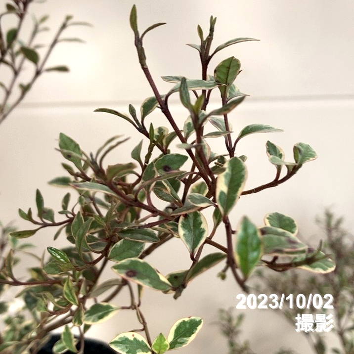 ロフォミルタス マジックドラゴン 3号深ポリ 2鉢セット PVP｜花木04-PA