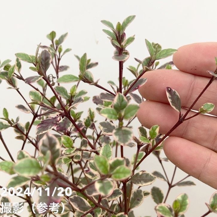 ロフォミルタス マジックドラゴン 3号深ポリ 2鉢セット PVP｜花木04-PA