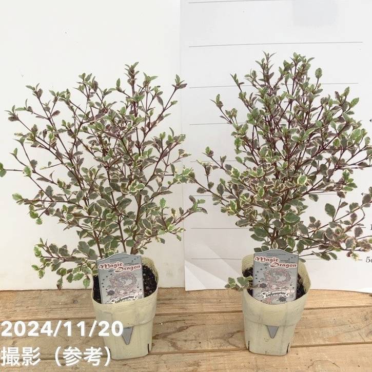 ロフォミルタス マジックドラゴン 3号深ポリ 2鉢セット PVP｜花木04-PA