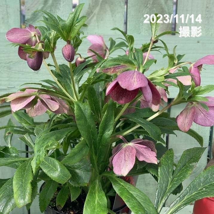 寄せ植え　花　クリスマスローズviv クリスマスローズ ViV（R）Victoria 4.5号｜山野04-PA | 草花
