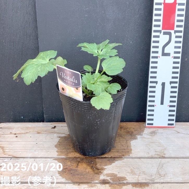 ラナンキュラスラックス　球根　正規品ラベル付き　ベスタリスのみラベル紛失 ラナンキュラスラックス 球根 正規品ラベル付き ベスタリスのみラベル