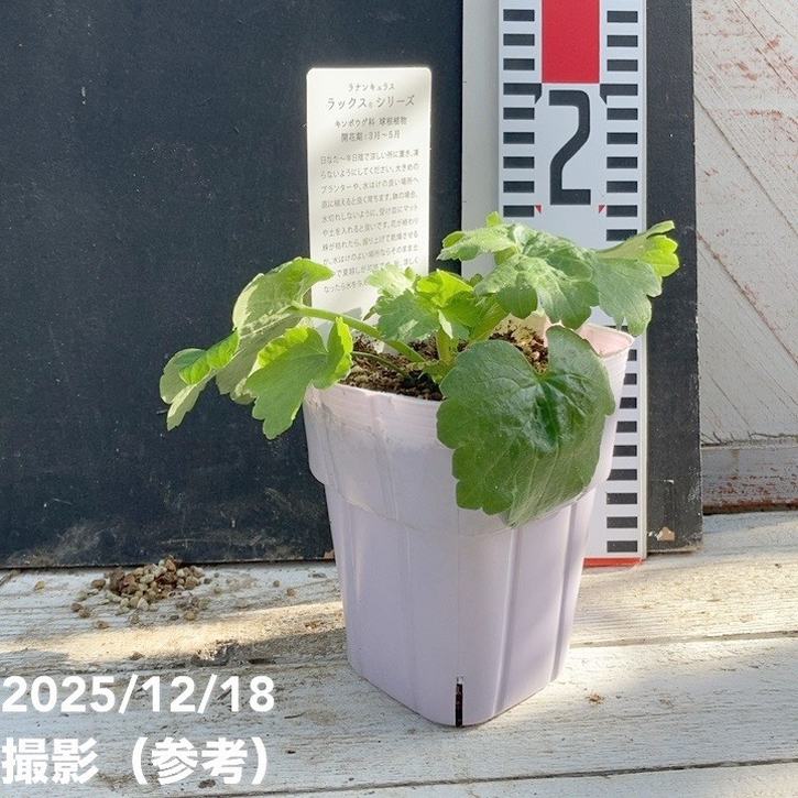 ラナンキュラス ラックスシリーズ 3.5~4号 ベスタリス|草花04-PA