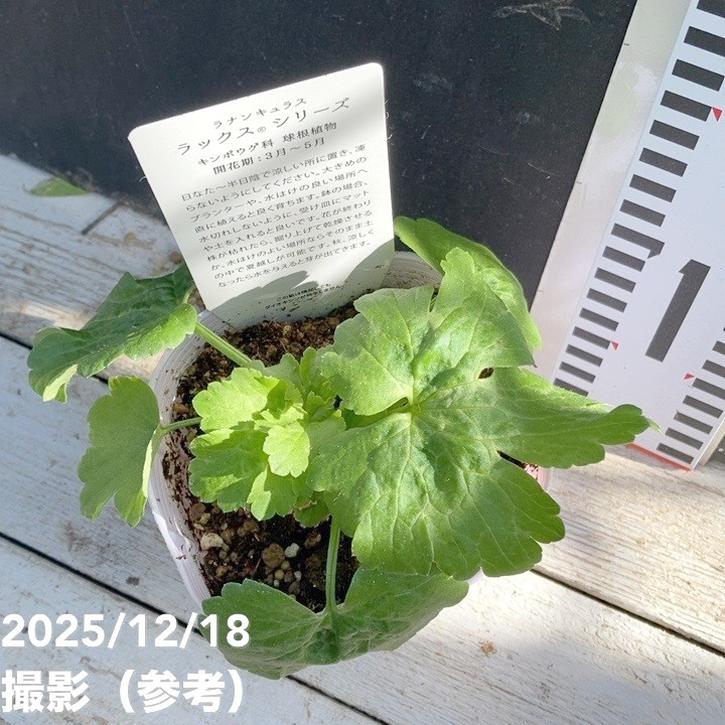 ラナンキュラス ラックスシリーズ 3.5~4号 ベスタリス|草花04-PA