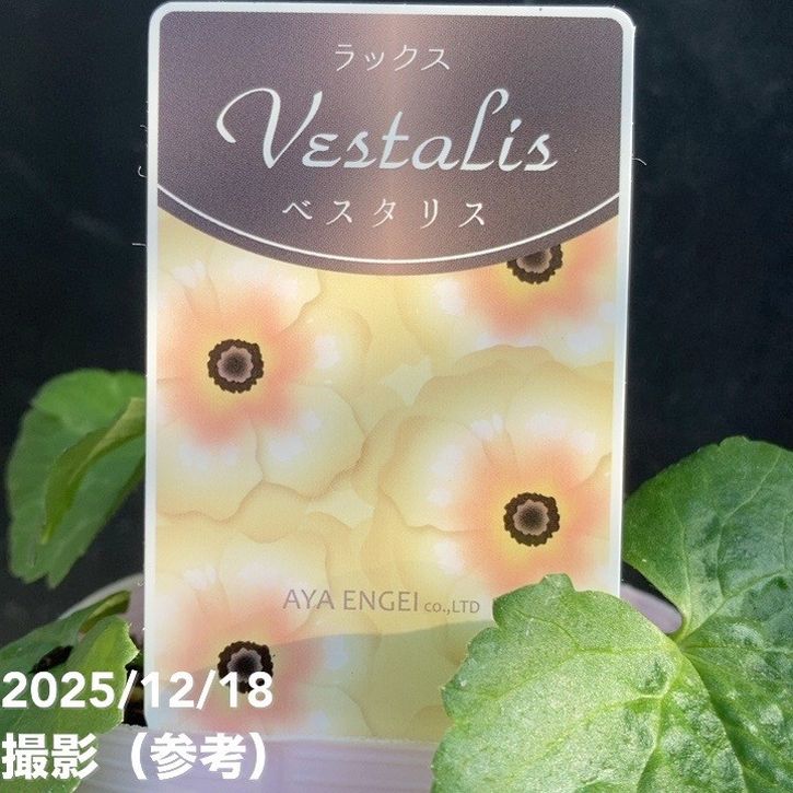 ラナンキュラス ラックスシリーズ 3.5~4号 ベスタリス|草花04-PA