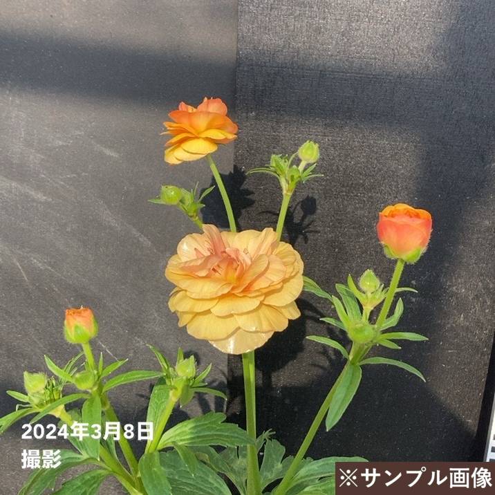 ラナンキュラスラックス　球根　正規品ラベル付き　ベスタリスのみラベル紛失 ラナンキュラスラックス 球根 正規品ラベル付き ベスタリスのみラベル