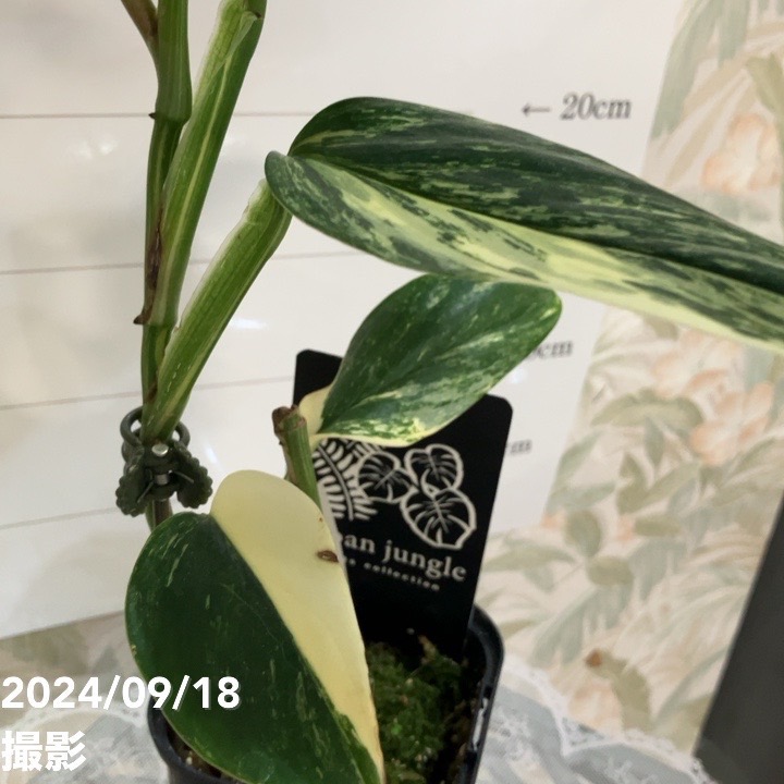 超希少❗️斑入り❗️モンステラ　スタンデリアナ　バリエガータ✨ 希少 根付 レア モンステラ 斑入りモンステラ スタンデリアナ