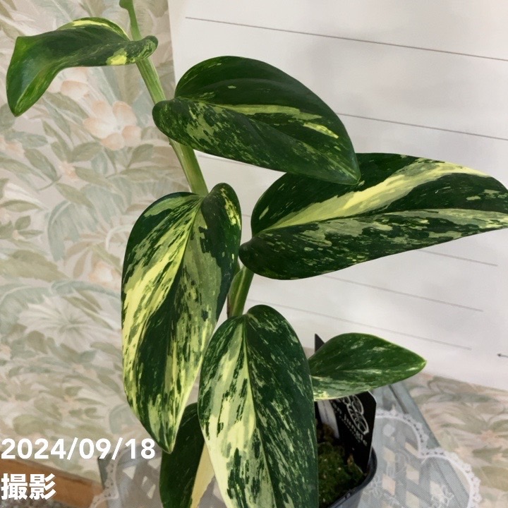 【現品】モンステラ・バリエガータ　8号鉢　斑入りモンステラ　２X番 現品】モンステラ・バリエガータ8号鉢斑入りモンステラA8番