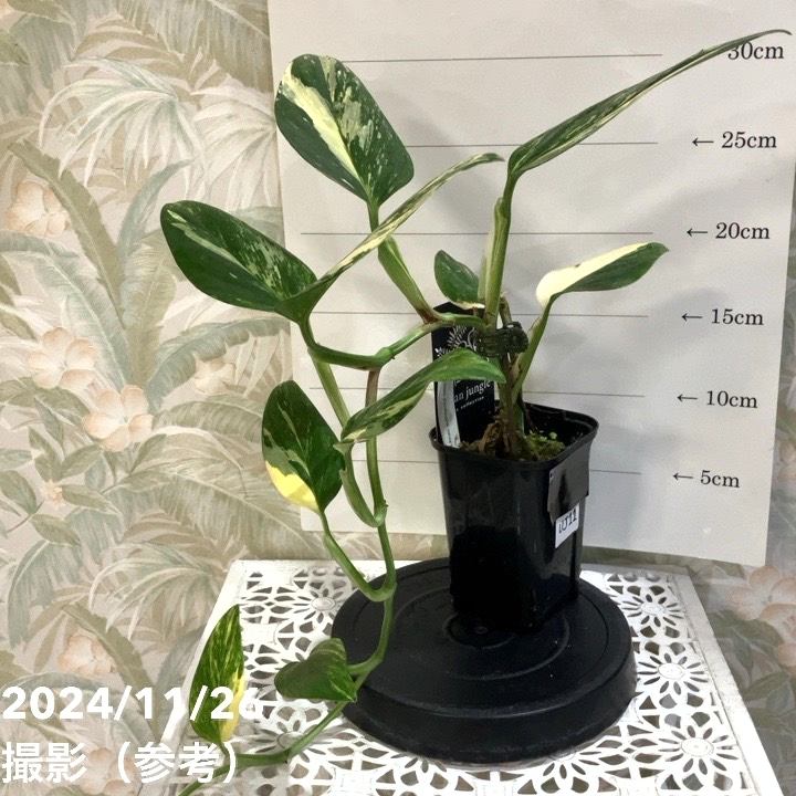 現品お届け】モンステラ スタンデリアナ バリエガータ Monstera