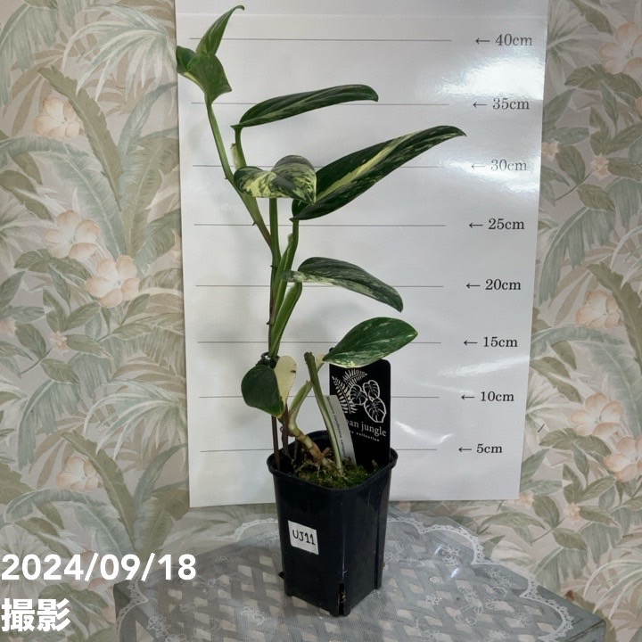現品お届け】モンステラ スタンデリアナ バリエガータ Monstera