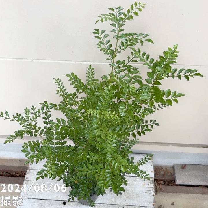 シマトネリコ 約90cm 現品》シマトネリコ 株立ち 樹高1.9m（根鉢含ま