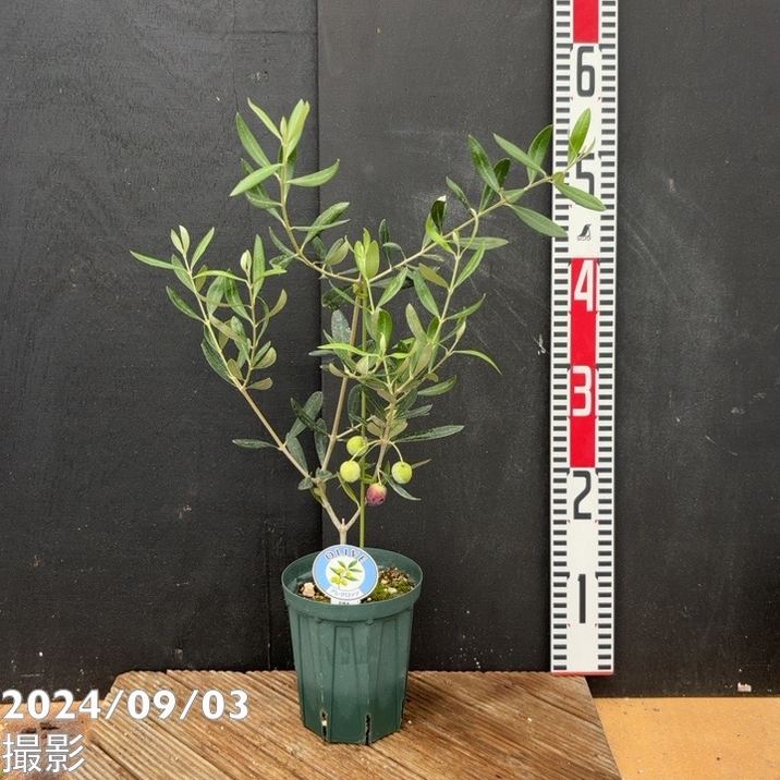 オリーブ苗木8号ポット ミッション｜オリーブ化粧品の日本オリーブ公式