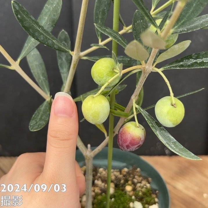 実付き＞オリーブ 4号 アレグロッソ｜果樹04-PA | 果樹 | 赤塚植物園