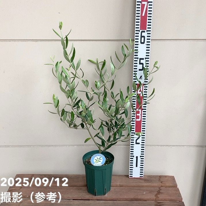 実付き＞オリーブ 4号 アレグロッソ｜果樹04-PA | 果樹 | 赤塚植物園
