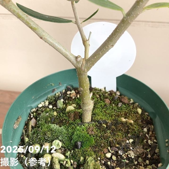 実付き＞オリーブ 4号 アレグロッソ｜果樹04-PA | 果樹 | 赤塚植物園