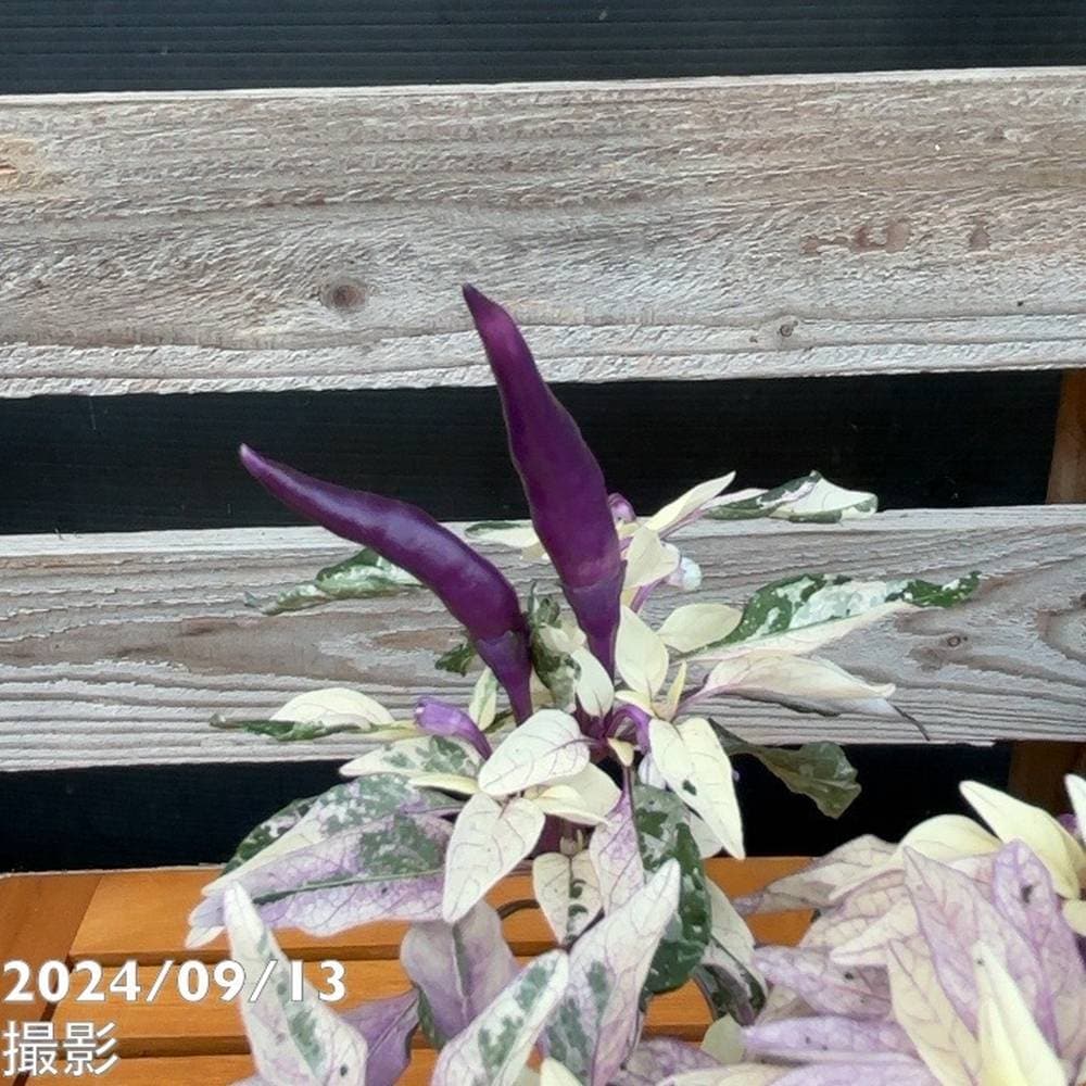 斑入りゴシキトウガラシ パープルレイン 3号 4鉢セット｜草花04-PA