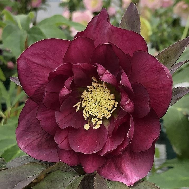 【期間限定10%OFF!】クリスマスローズ 伊勢みやび 3.5号 紅葉川|山野01-D1