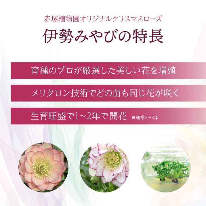 【期間限定10%OFF!】クリスマスローズ 伊勢みやび 3.5号 紅葉川|山野01-D1