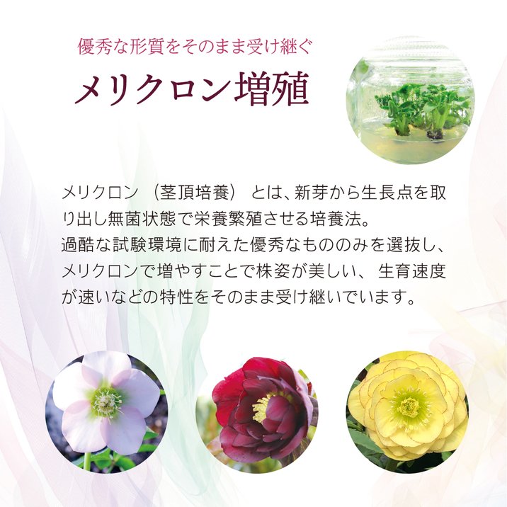 【期間限定10%OFF!】クリスマスローズ 伊勢みやび 3.5号 紅葉川|山野01-D1