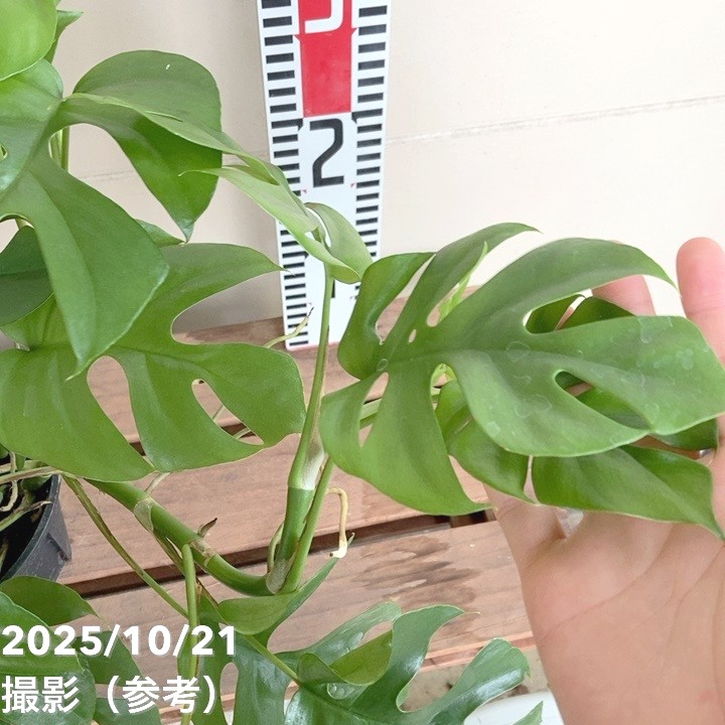 ヒメモンステラ ラフィドフォラ テトラスペルマ 5号吊り鉢仕様｜観葉04