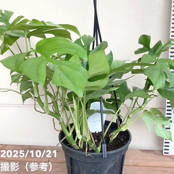 ラフィドフォラテトラスペルマ 楽天市場】◇ミディプランツ◇ ラフィドフォラ テトラスペルマ