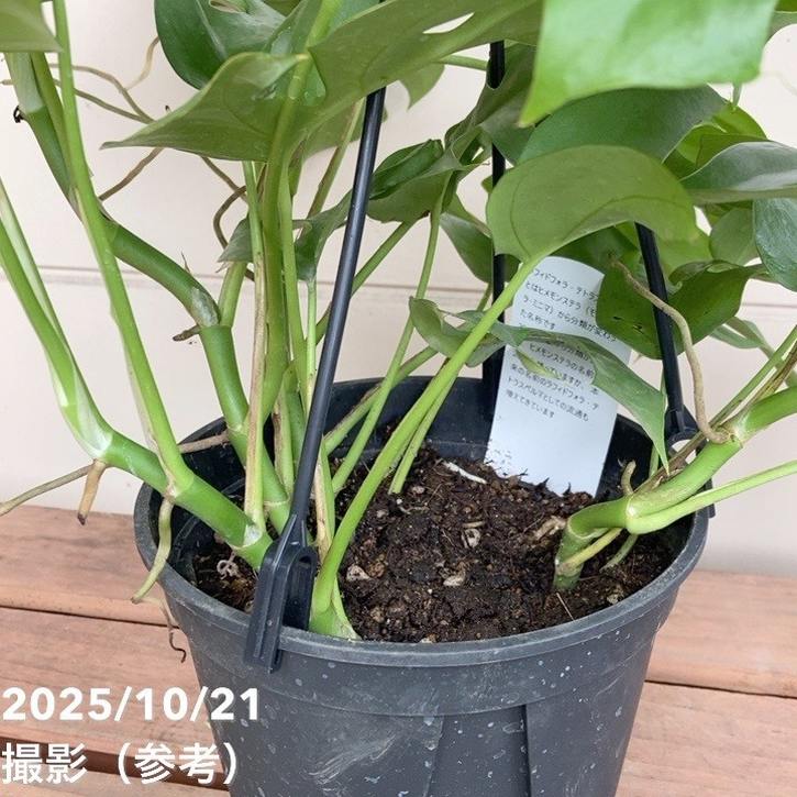 ラフィドフォラ テトラスペルマ 斑入 ヒメモンステラ ラフィドフォラ