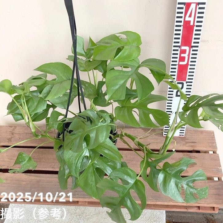 ヒメモンステラ ラフィドフォラ テトラスペルマ 5号吊り鉢仕様｜観葉04