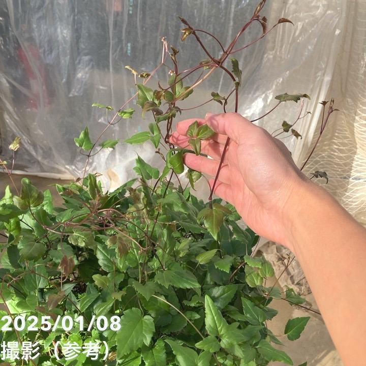 現品お届け】クレマチス（冬咲き）シルホサ ジングルベル 10号特大