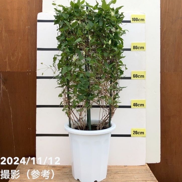 植木 現品お届け】クレマチス（冬咲き）シルホサ ジングルベル 10号特大