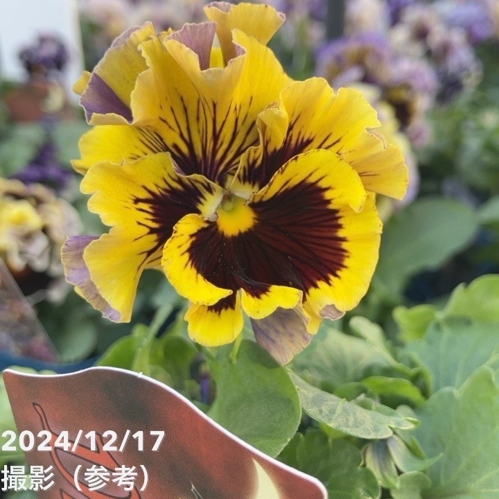 パンジー ドラキュラ（黄色系）3.5号×3株セット｜草花04-PA | 草花