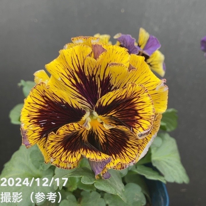 パンジー ドラキュラ（黄色系）3.5号×3株セット｜草花04-PA | 草花 
