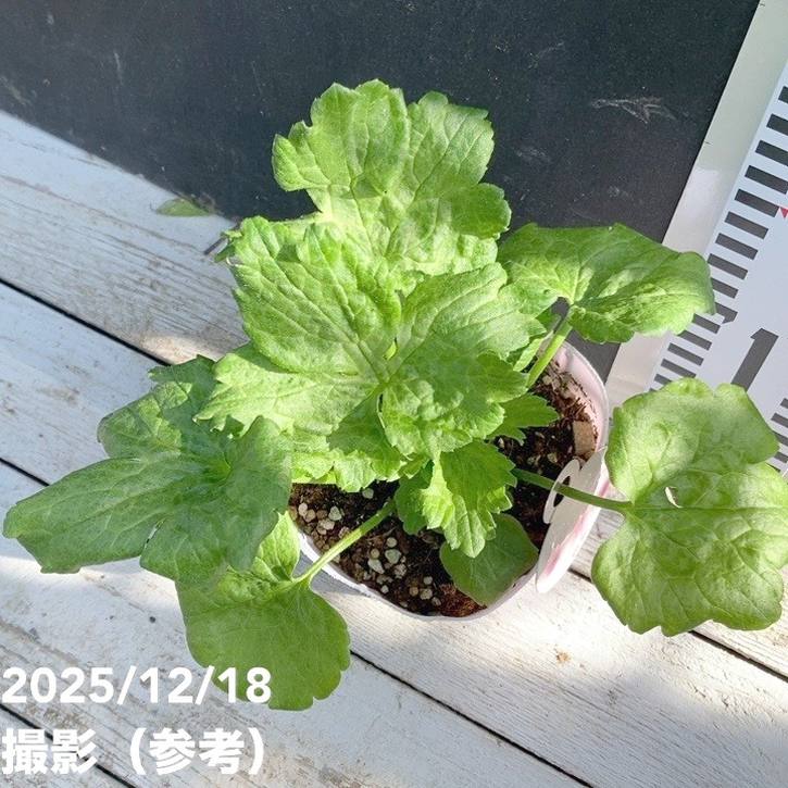 ラナンキュラス ラックスシリーズ 3.5~4号 ディオニュソス|草花04-PA