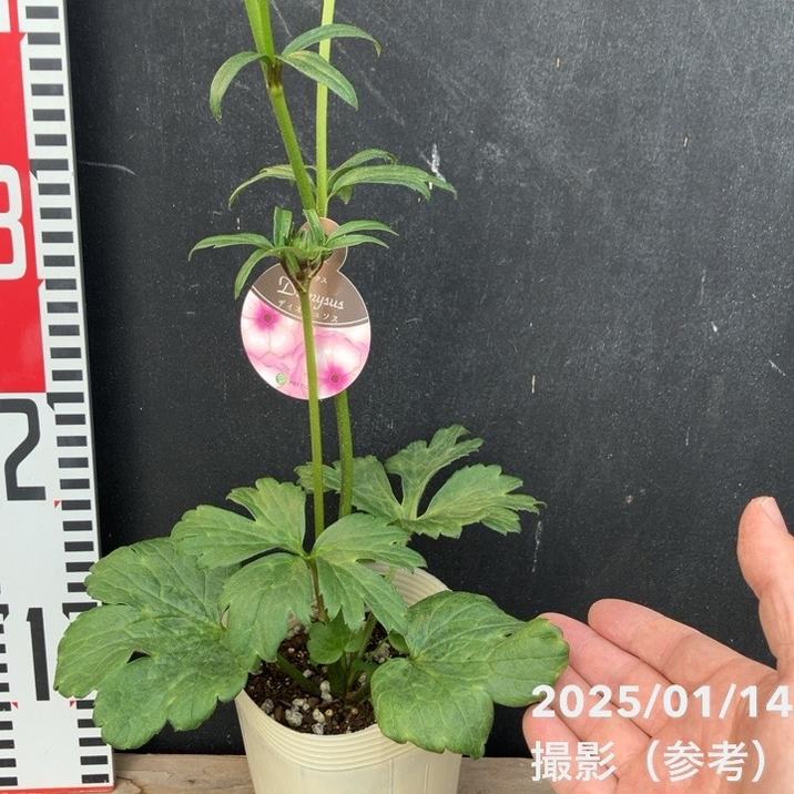 ラナンキュラス ラックスシリーズ 3.5~4号 ディオニュソス|草花04-PA