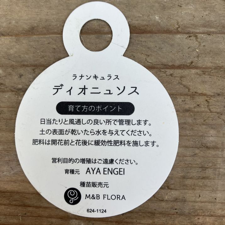 ラナンキュラス ラックスシリーズ 3.5～4号 ディオニュソス｜草花04-PA