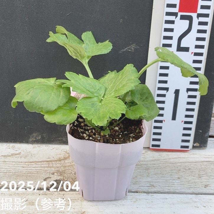 ラナンキュラス ラックスシリーズ 3.5～4号 ディオニュソス｜草花04-PA