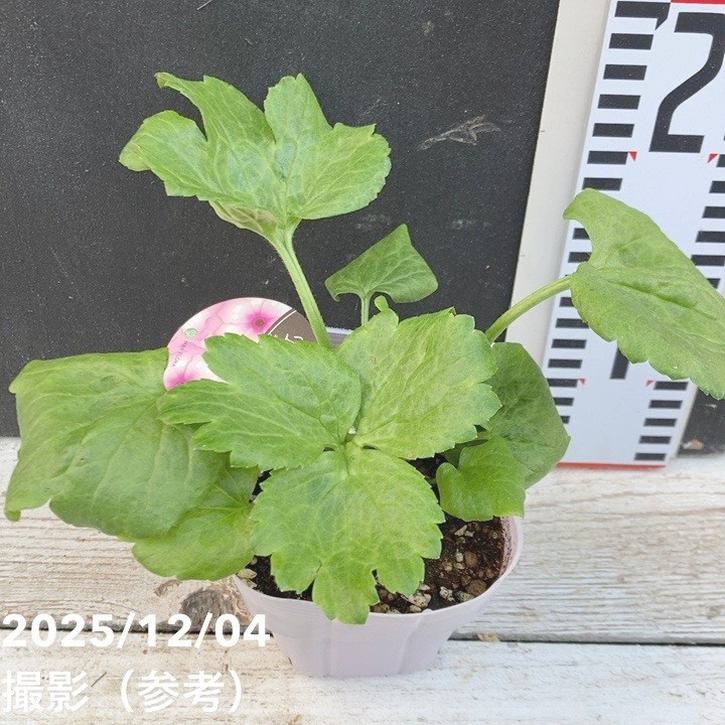 ラナンキュラス ラックスシリーズ 3.5~4号 ディオニュソス|草花04-PA