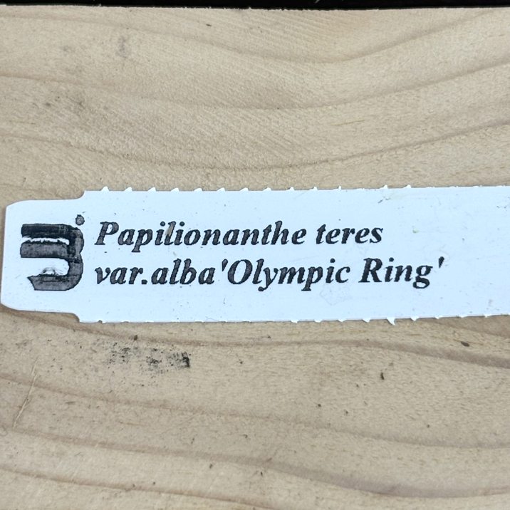 現品お届け】パピリオナンテ テレス バリエガータ オリンピック