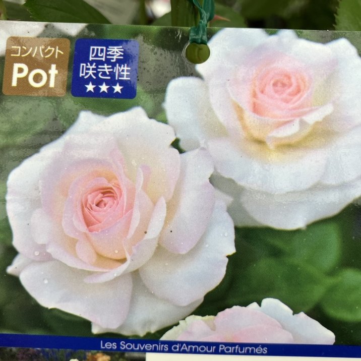 四季咲きバラ希少　最高の和バラ　激レア　難易度高め　接木苗 四季咲きバラ希少 最高の和バラ 激レア 難易度高め 接木苗 希少 最高