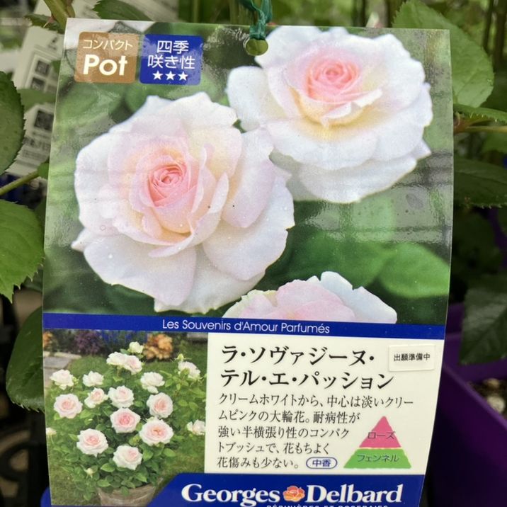 バラ新苗 ラ・ソヴァジーヌ・テル・エ・パッション 4号 Delbard