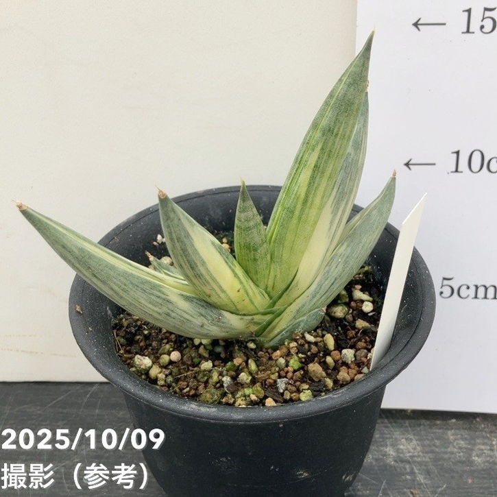 期間限定10％OFF！】【激レア！現品お届け】サンスベリア 3.5号 雪女