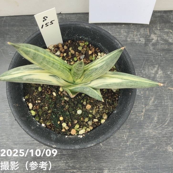 サンスベリア ユキオンナ ② sansevieria yuki onna サンセベリア 雪女(ユキオンナ) 「Sansevieria Yuki Onna」24F