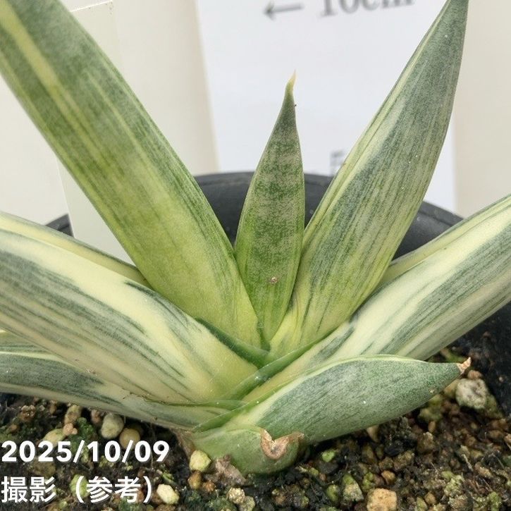 激レア！現品お届け】サンスベリア 3.5号 雪女 ユキオンナ プラ鉢